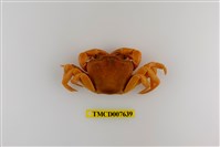 藏品(拉氏清溪蟹)的圖片